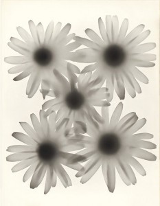 Daisy Flowers, Montevideo