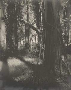 Tree trunk in a forest near Punta del Este, Uruguay