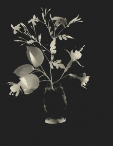 Flowers in a Vase (photogram), Montevideo