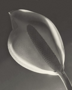 Tailflower (Solarization), Montevideo