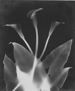 Untitled photogram