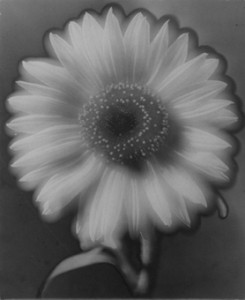 Flower (Solarization)