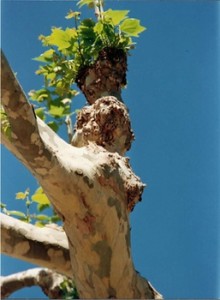 Tree trunk in form of a woman