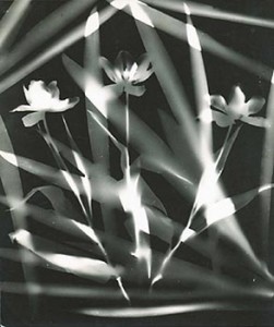 Untitled photogram