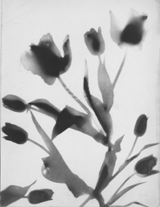 Untitled photogram