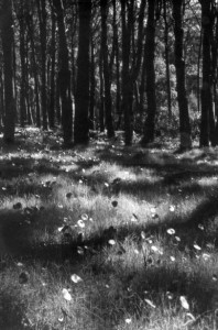 Wood in Maldonado, Uruguay