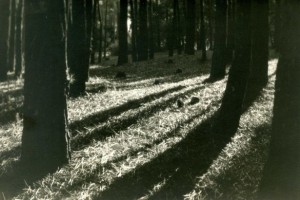 Forest in Maldonado, Uruguay