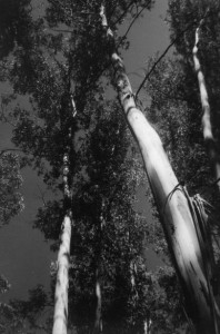 Eucalyptus, Punta del Este