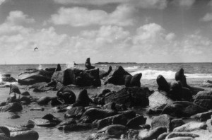 Sea Lions, Isla de Lobos, Punta del Este