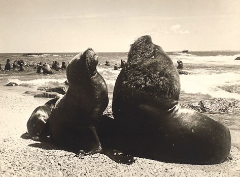 Isla de las Focas, Punta del Este, Uruguay